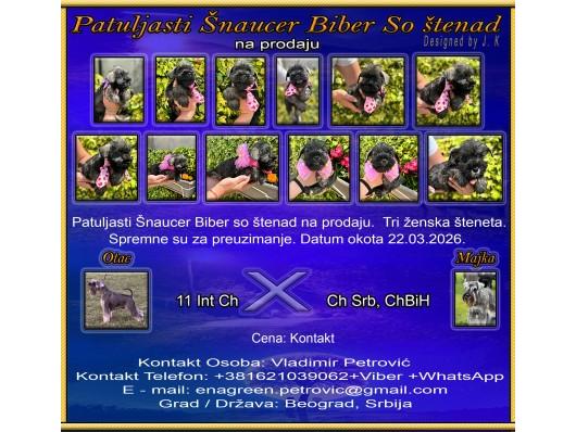 Patuljasti Šnaucer Biber So